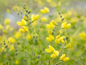 Schaper & Brümmer gelingt erste Sortenanmeldung von Baptisia tinctoria (L)